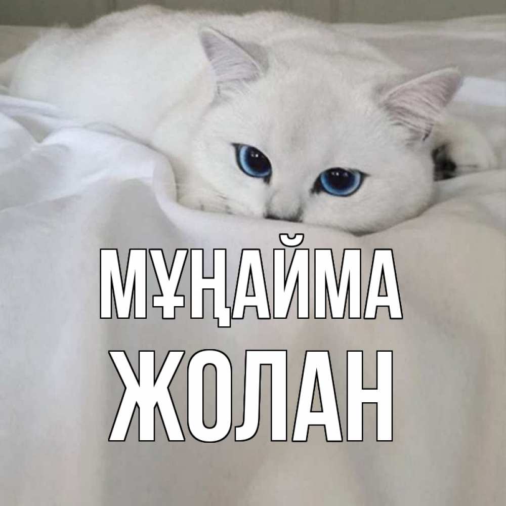 Күн сайын ашық хат с именем, Жолан Мұңайма белый кот с голубыми глазами на белоснежной кровати Онлайн тегін жүктеп алу тілектері бар керемет карта 