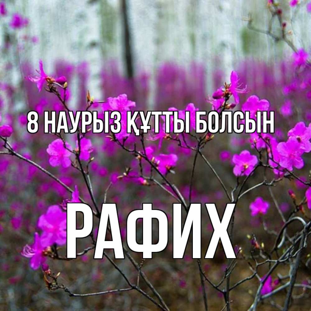 Күн сайын ашық хат с именем, РАФИХ 8 наурыз құтты болсын дикие цветы Онлайн тегін жүктеп алу тілектері бар керемет карта 