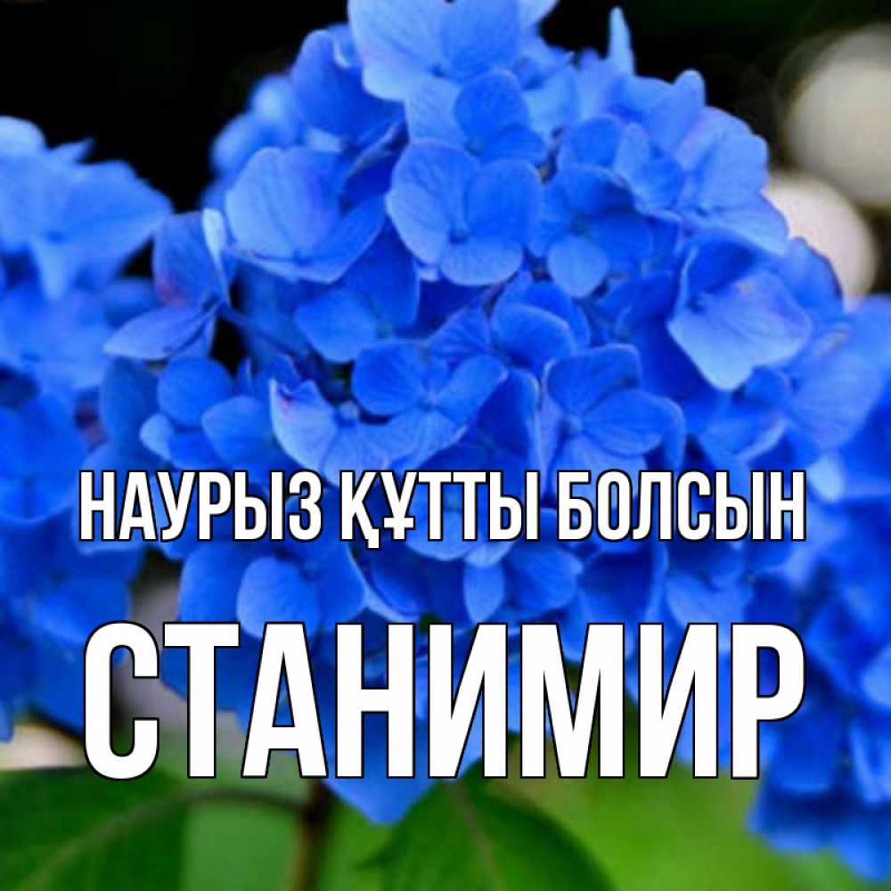 Күн сайын ашық хат с именем, Станимир Наурыз құтты болсын синие цветы Онлайн тегін жүктеп алу тілектері бар керемет карта 