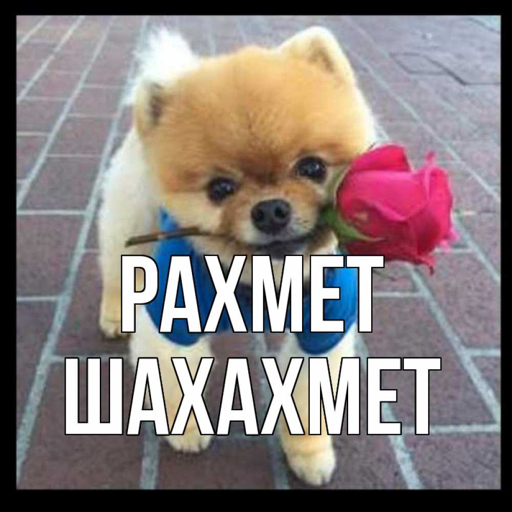 Күн сайын ашық хат с именем, ШАХАХМЕТ рахмет спасибо и дарю тебе цветок Онлайн тегін жүктеп алу тілектері бар керемет карта 