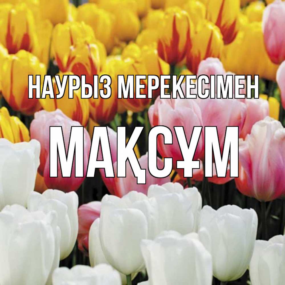 Күн сайын ашық хат с именем, МАҚСҰМ Наурыз мерекесімен разноцветные цветы Онлайн тегін жүктеп алу тілектері бар керемет карта 