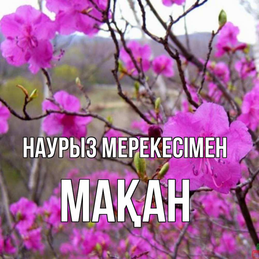 Күн сайын ашық хат с именем, Мақан Наурыз мерекесімен праздник весны наурыз Онлайн тегін жүктеп алу тілектері бар керемет карта 