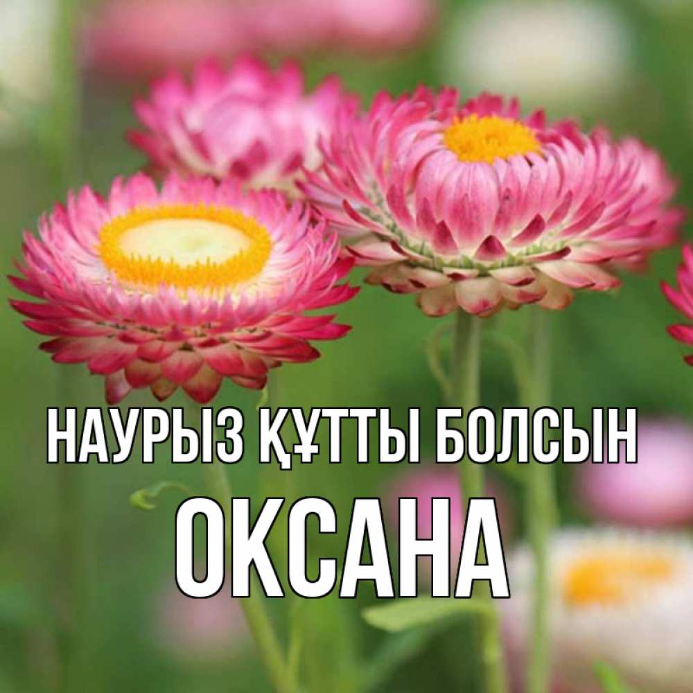 Күн сайын ашық хат с именем, Оксана Наурыз құтты болсын подарок на международный женский день Онлайн тегін жүктеп алу тілектері бар керемет карта 