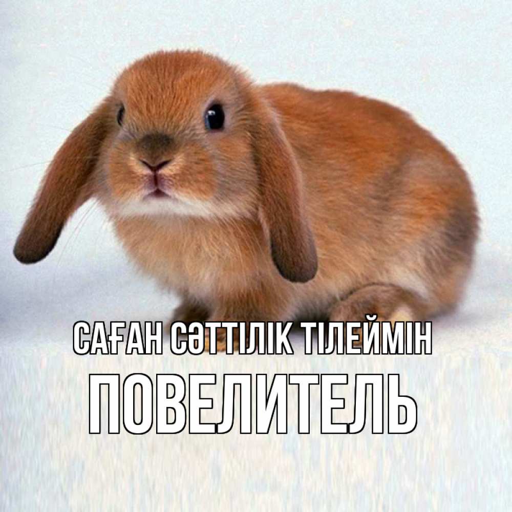 Күн сайын ашық хат с именем, Повелитель Саған сәттілік тілеймін вставить текст в открытку по выбору Онлайн тегін жүктеп алу тілектері бар керемет карта 