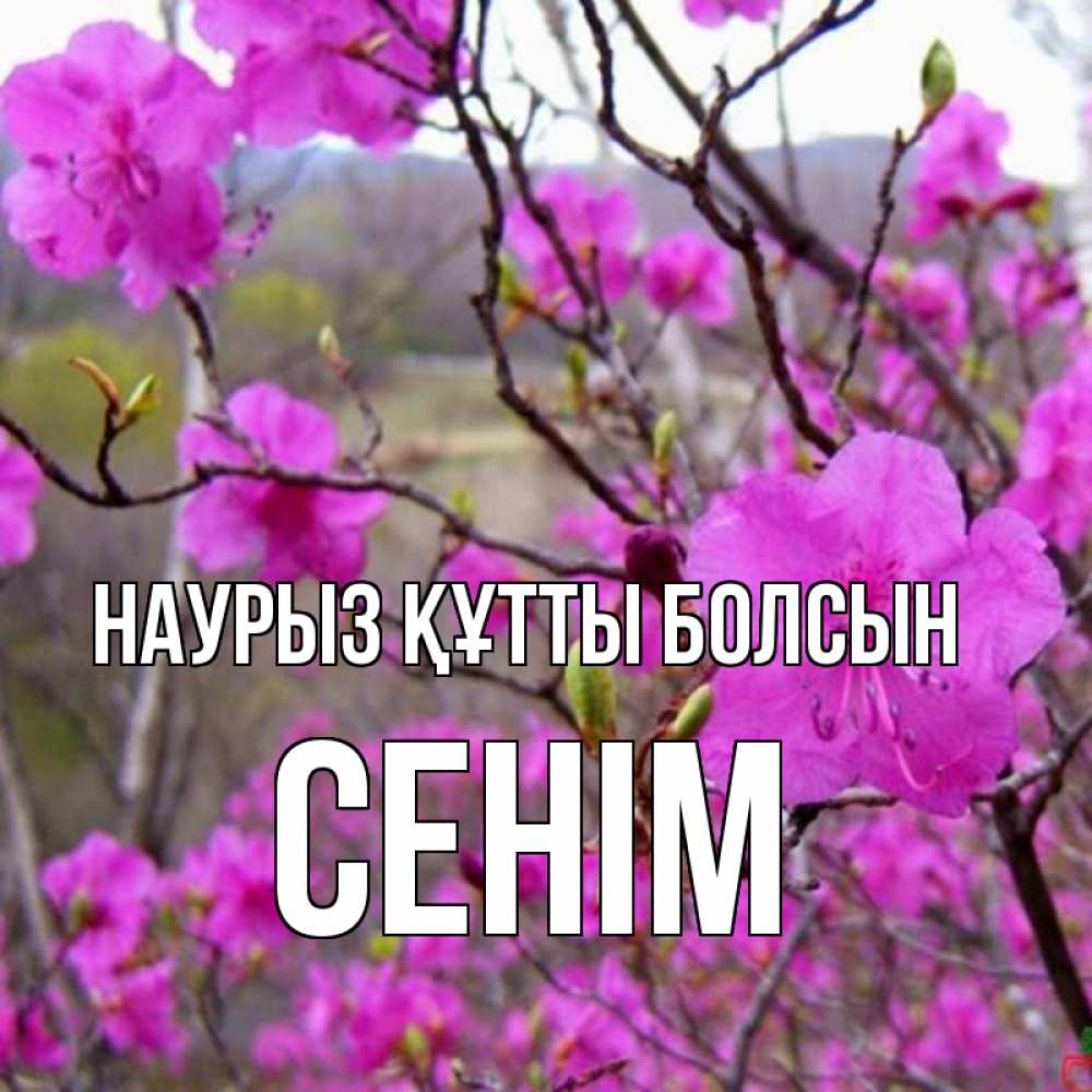 Күн сайын ашық хат с именем, СЕНІМ Наурыз құтты болсын наурыз мейрамы кутты болсын Онлайн тегін жүктеп алу тілектері бар керемет карта 