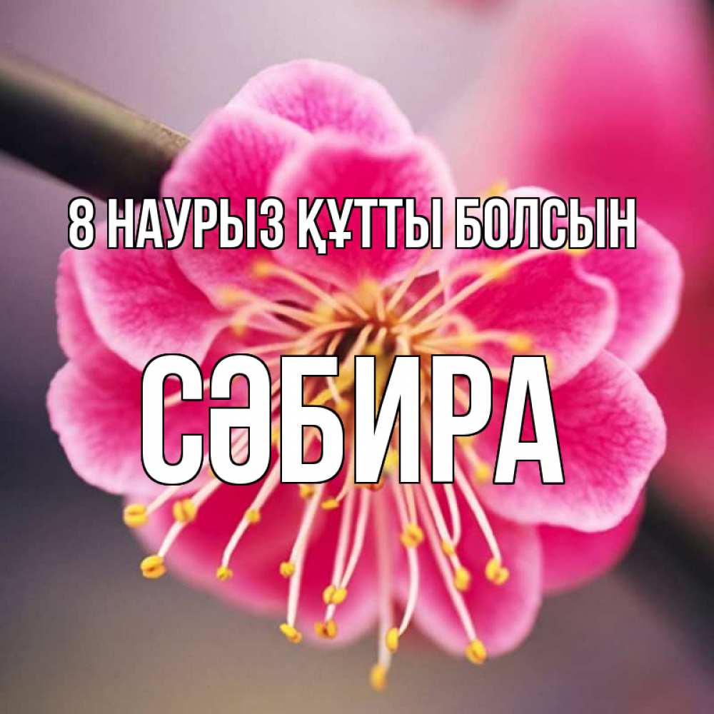 Күн сайын ашық хат с именем, СӘБИРА 8 наурыз құтты болсын цветы Онлайн тегін жүктеп алу тілектері бар керемет карта 
