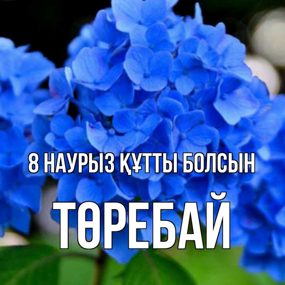 Күн сайын ашық хат с именем, Төребай 8 наурыз құтты болсын синие цветы Онлайн тегін жүктеп алу тілектері бар керемет карта 
