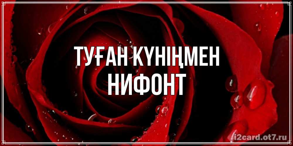 Күн сайын ашық хат с именем, Нифонт Туған күніңмен крупная бордовая роза Онлайн тегін жүктеп алу тілектері бар керемет карта 