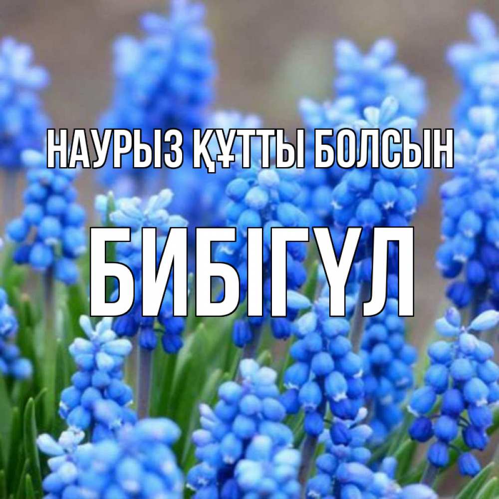 Күн сайын ашық хат с именем, БИБІГҮЛ Наурыз құтты болсын Поздравительная открытка для женщин с цветами на праздничную дату Онлайн тегін жүктеп алу тілектері бар керемет карта 