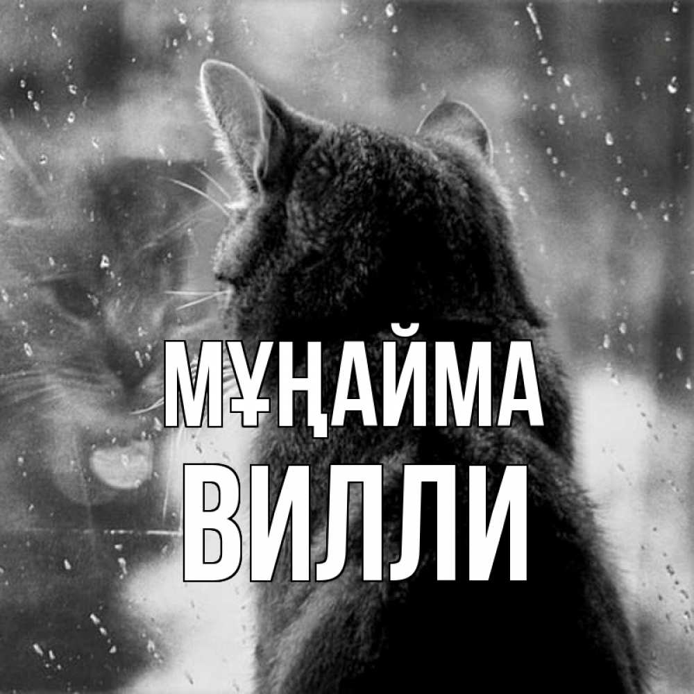 Күн сайын ашық хат с именем, Вилли Мұңайма отражение кота 1 Онлайн тегін жүктеп алу тілектері бар керемет карта 