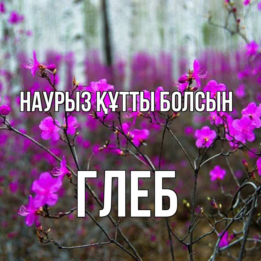 Күн сайын ашық хат с именем, Глеб Наурыз құтты болсын дикие цветы Онлайн тегін жүктеп алу тілектері бар керемет карта 