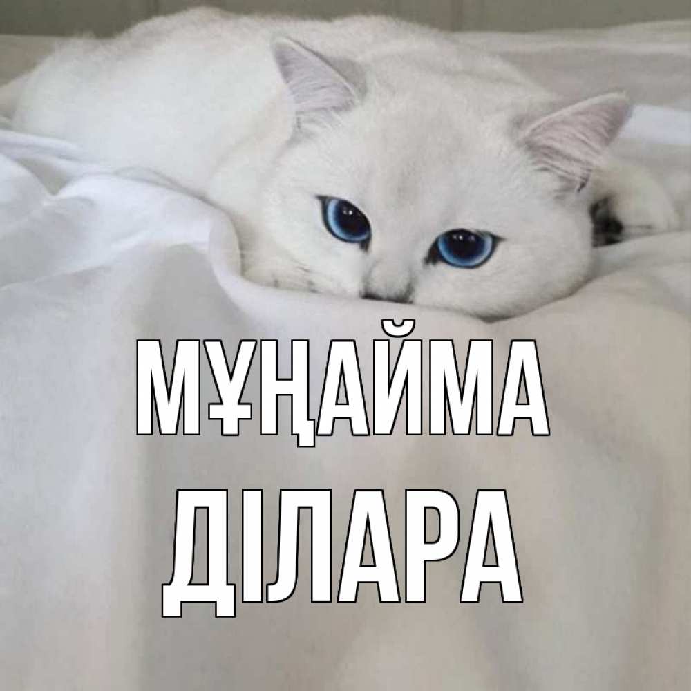 Күн сайын ашық хат с именем, ДІЛАРА Мұңайма белый кот с голубыми глазами на белоснежной кровати Онлайн тегін жүктеп алу тілектері бар керемет карта 