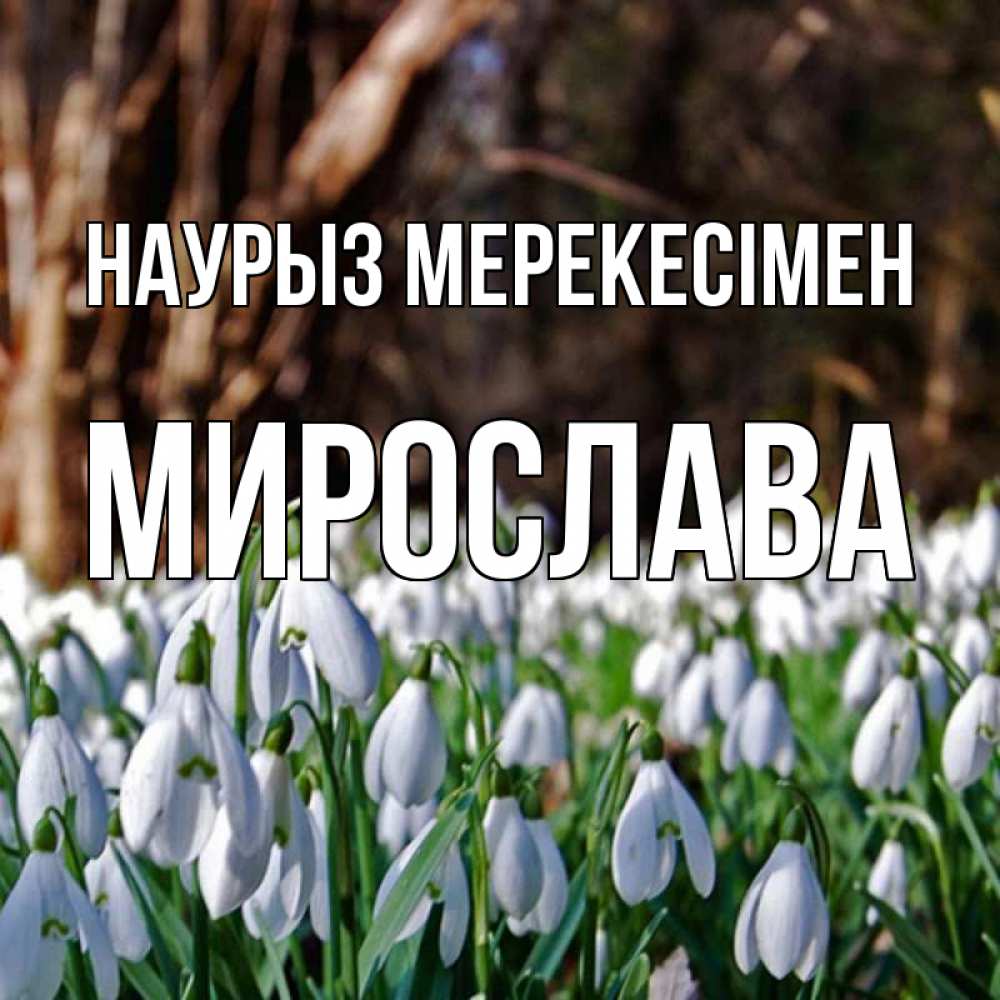 Күн сайын ашық хат с именем, Мирослава Наурыз мерекесімен с подснежниками 1 Онлайн тегін жүктеп алу тілектері бар керемет карта 