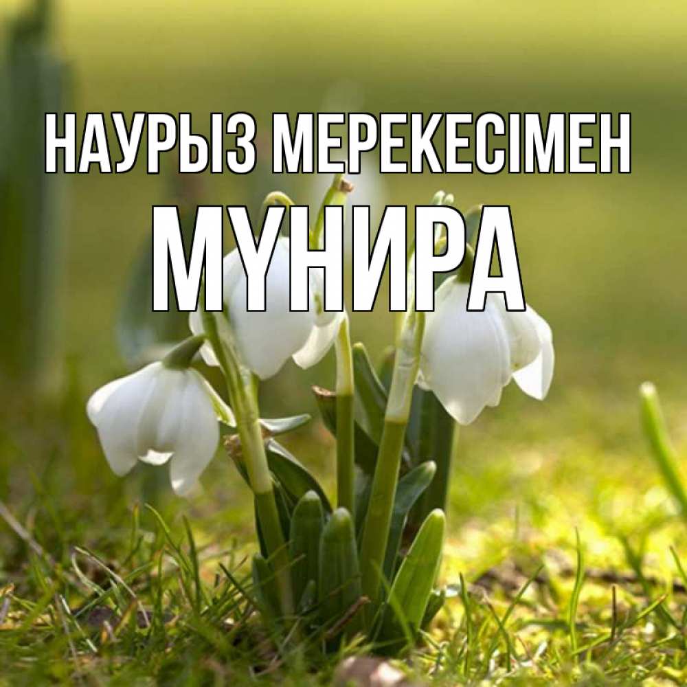 Күн сайын ашық хат с именем, МҮНИРА Наурыз мерекесімен ранние цветы 2 Онлайн тегін жүктеп алу тілектері бар керемет карта 