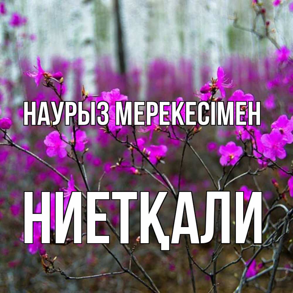 Күн сайын ашық хат с именем, НИЕТҚАЛИ Наурыз мерекесімен дикие цветы Онлайн тегін жүктеп алу тілектері бар керемет карта 