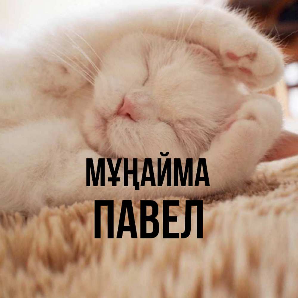 Күн сайын ашық хат с именем, Павел Мұңайма Котенок спит Онлайн тегін жүктеп алу тілектері бар керемет карта 