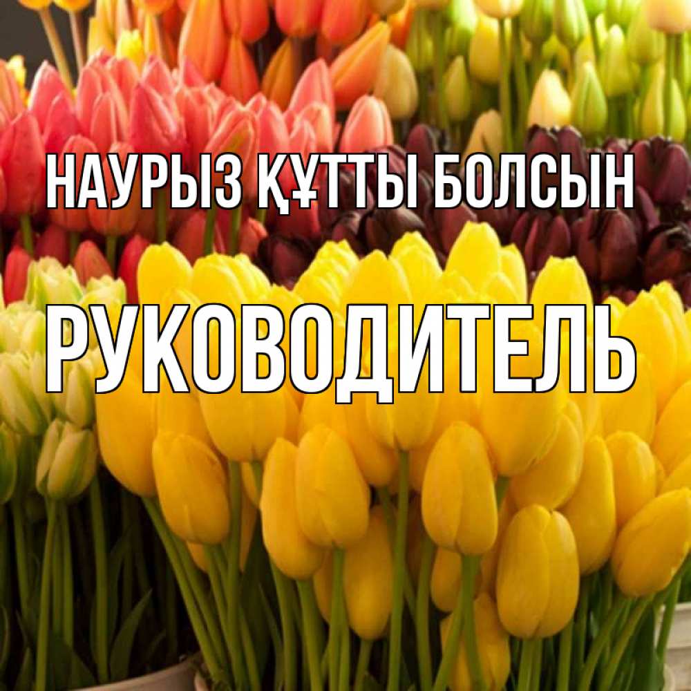 Күн сайын ашық хат с именем, Руководитель Наурыз құтты болсын цветы Онлайн тегін жүктеп алу тілектері бар керемет карта 
