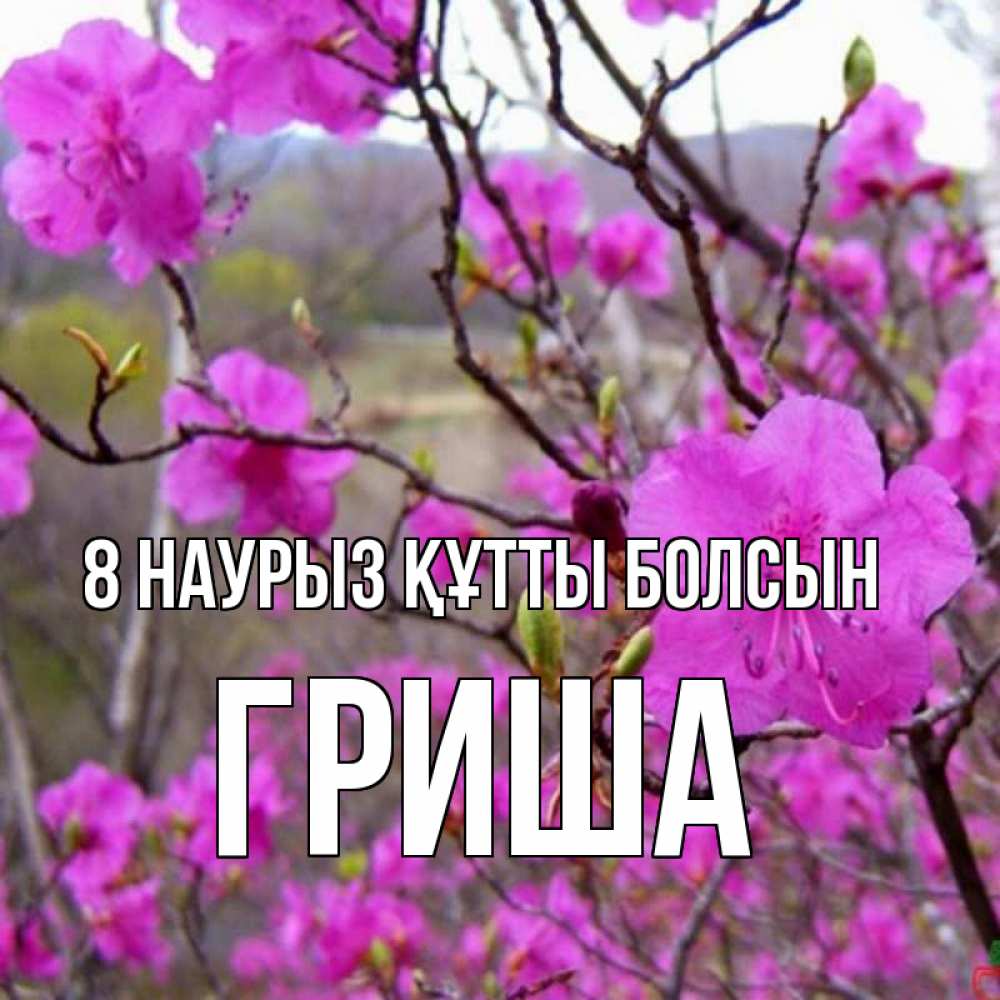Күн сайын ашық хат с именем, Гриша 8 наурыз құтты болсын международный женский день Онлайн тегін жүктеп алу тілектері бар керемет карта 