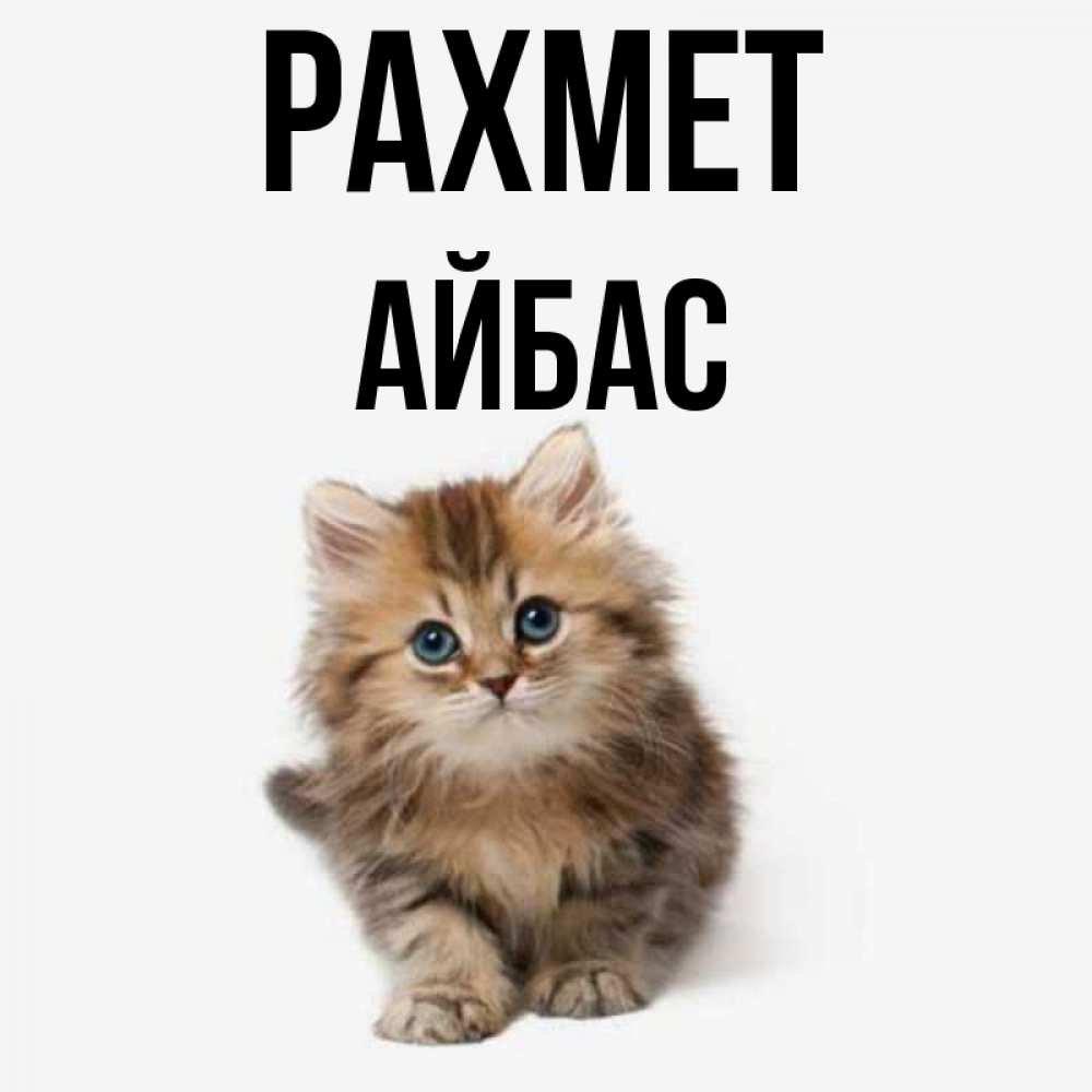 Күн сайын ашық хат с именем, Айбас рахмет пушистый котик Онлайн тегін жүктеп алу тілектері бар керемет карта 