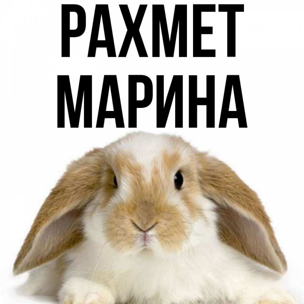 Күн сайын ашық хат с именем, Марина рахмет коричнево белый заяц Онлайн тегін жүктеп алу тілектері бар керемет карта 