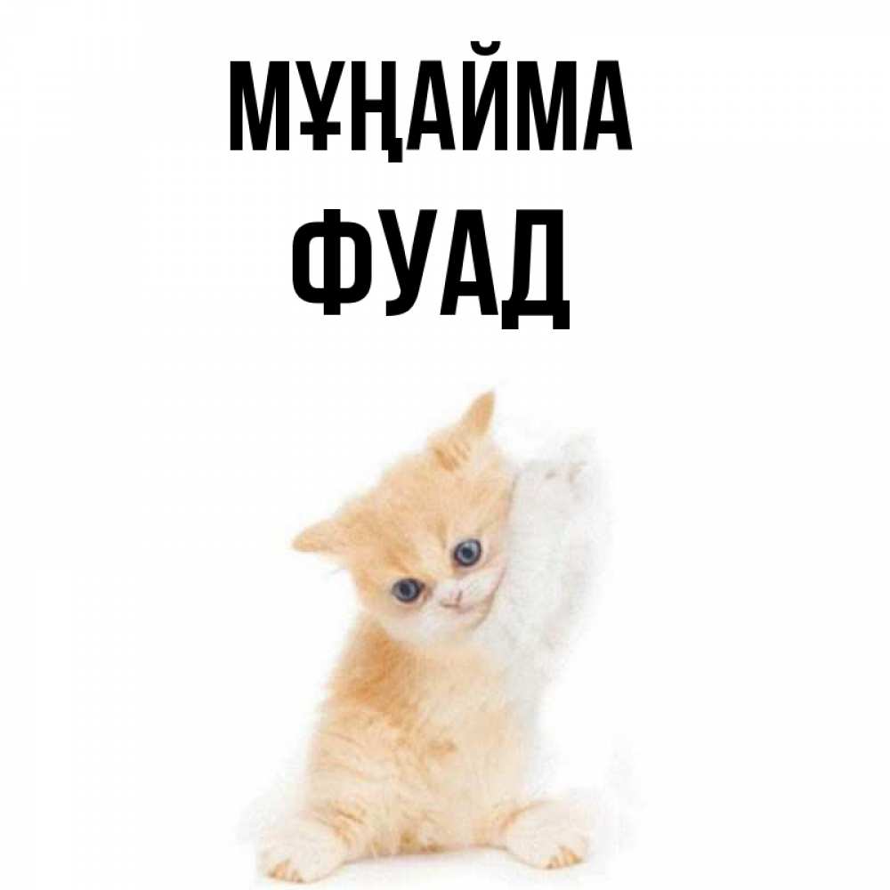 Күн сайын ашық хат с именем, Фуад Мұңайма просящий кот Онлайн тегін жүктеп алу тілектері бар керемет карта 