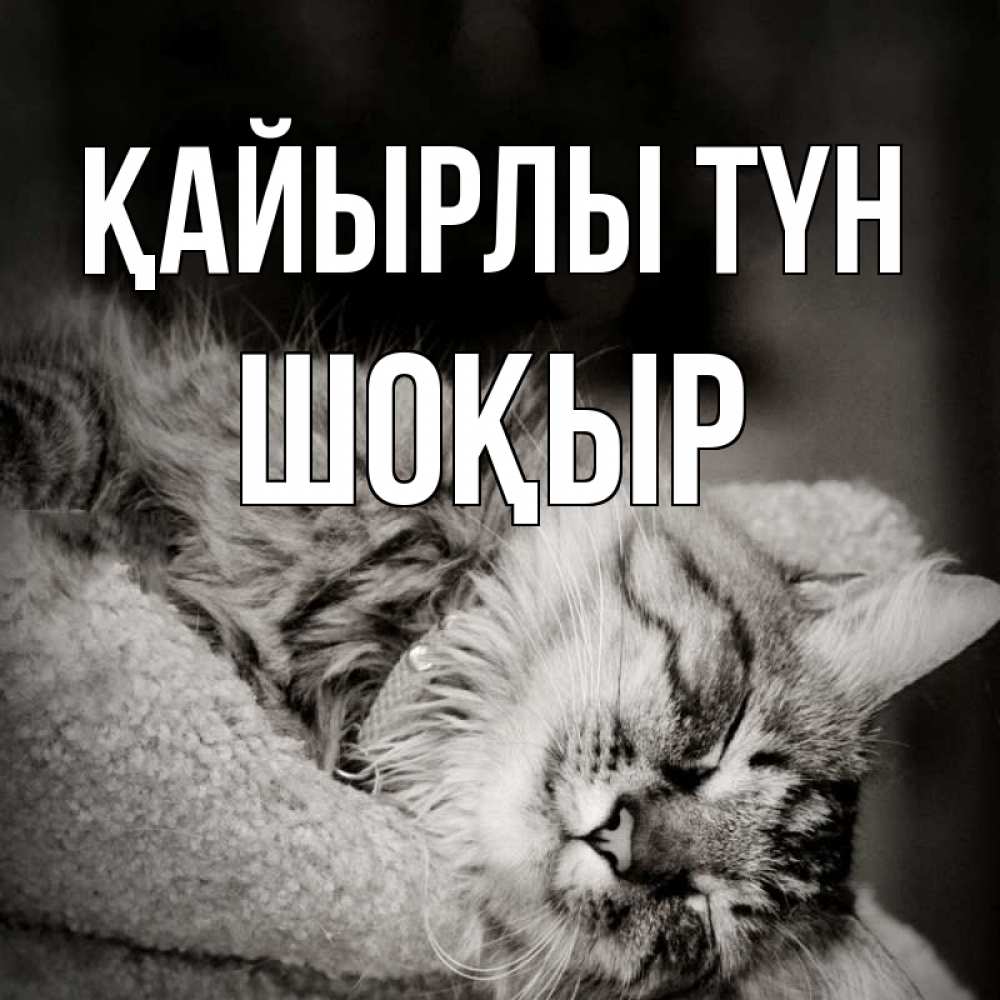 Күн сайын ашық хат с именем, ШОҚЫР Қайырлы түн котярик пушистый Онлайн тегін жүктеп алу тілектері бар керемет карта 