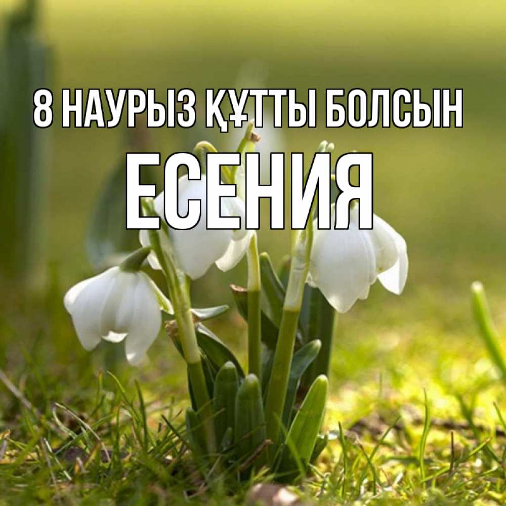 Күн сайын ашық хат с именем, Есения 8 наурыз құтты болсын ранние цветы 2 Онлайн тегін жүктеп алу тілектері бар керемет карта 