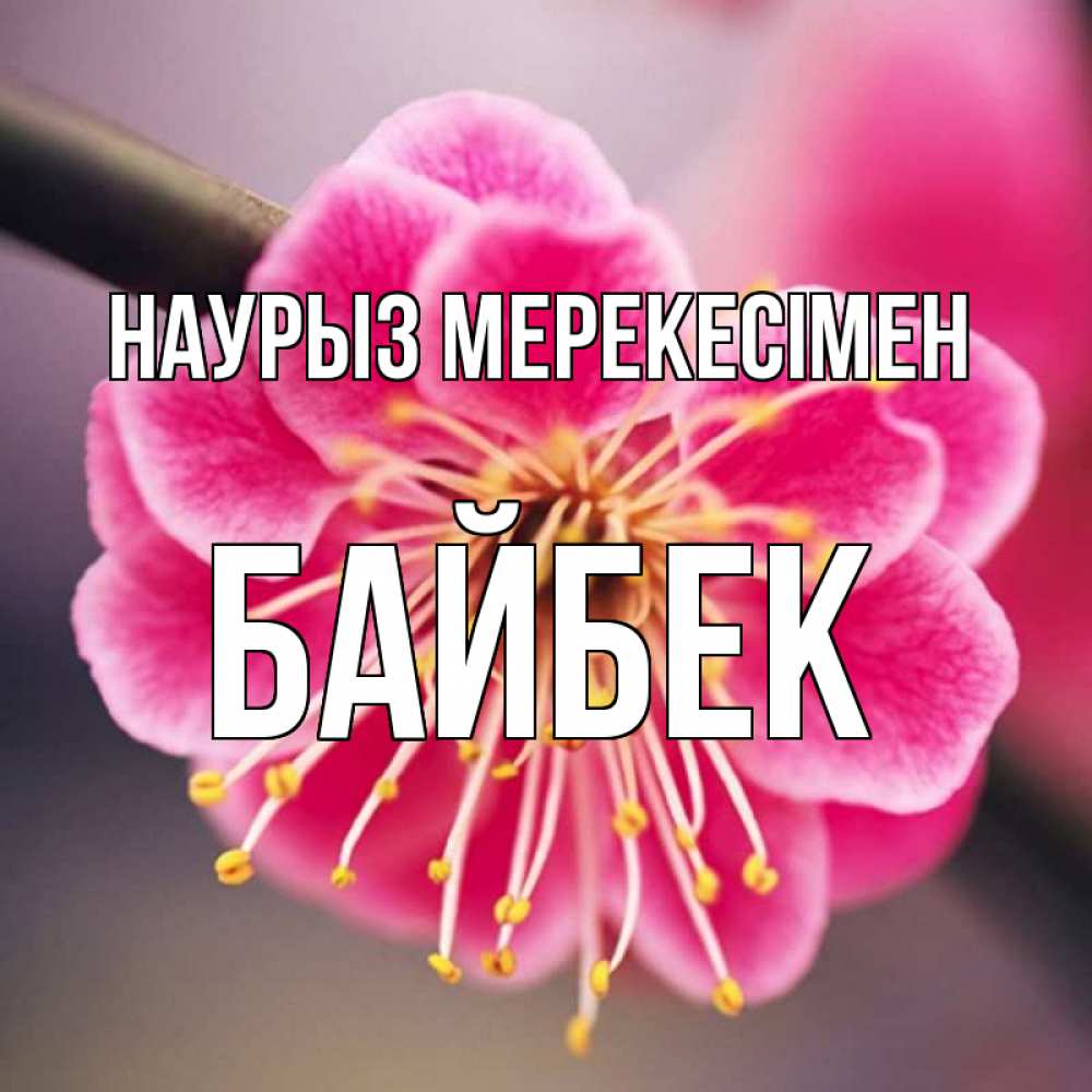Күн сайын ашық хат с именем, Байбек Наурыз мерекесімен цветы Онлайн тегін жүктеп алу тілектері бар керемет карта 