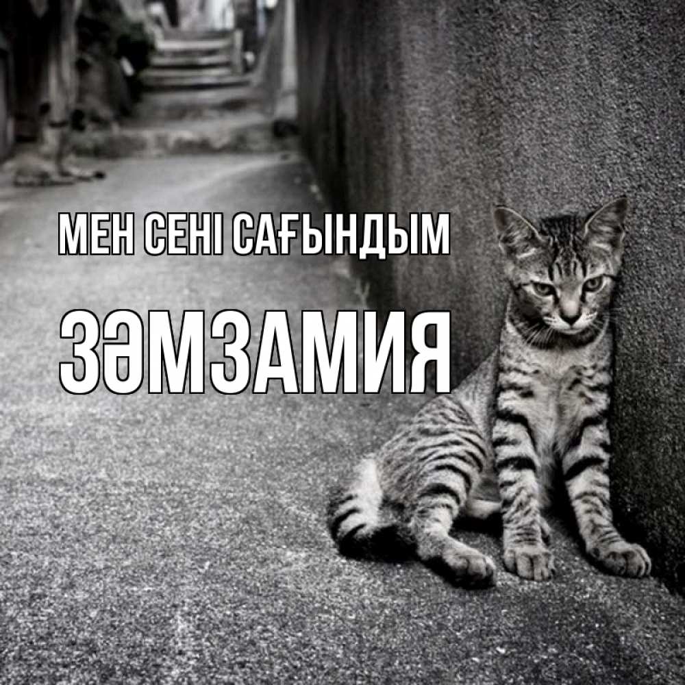 Күн сайын ашық хат с именем, ЗӘМЗАМИЯ Мен сені сағындым одиноко котику Онлайн тегін жүктеп алу тілектері бар керемет карта 