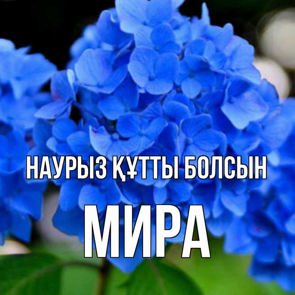 Күн сайын ашық хат с именем, МИРА Наурыз құтты болсын синие цветы Онлайн тегін жүктеп алу тілектері бар керемет карта 