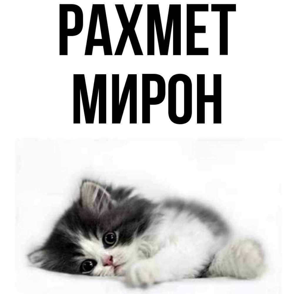 Күн сайын ашық хат с именем, МИРОН рахмет черный и белый кот Онлайн тегін жүктеп алу тілектері бар керемет карта 
