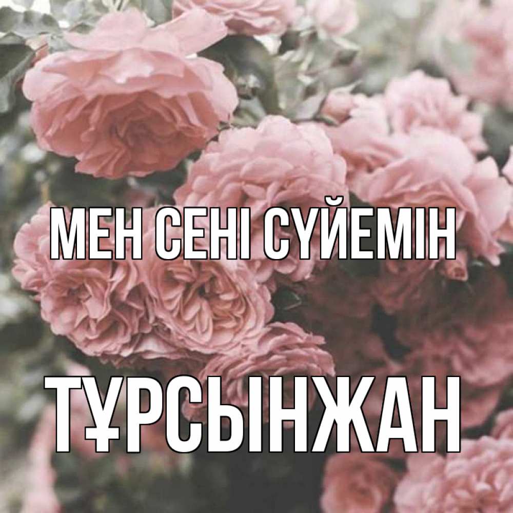 Күн сайын ашық хат с именем, ТҰРСЫНЖАН Мен сені сүйемін розы 3 Онлайн тегін жүктеп алу тілектері бар керемет карта 