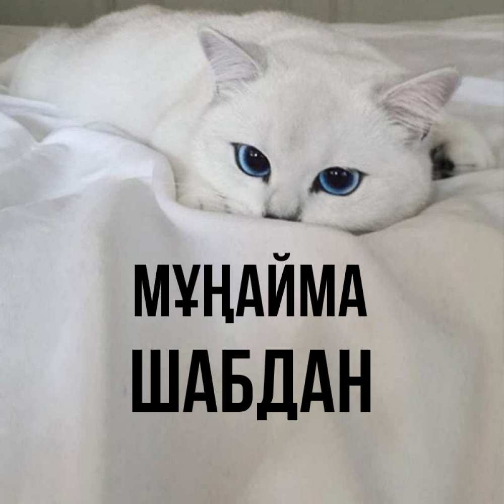 Күн сайын ашық хат с именем, ШАБДАН Мұңайма Голубоглазая кошка Онлайн тегін жүктеп алу тілектері бар керемет карта 