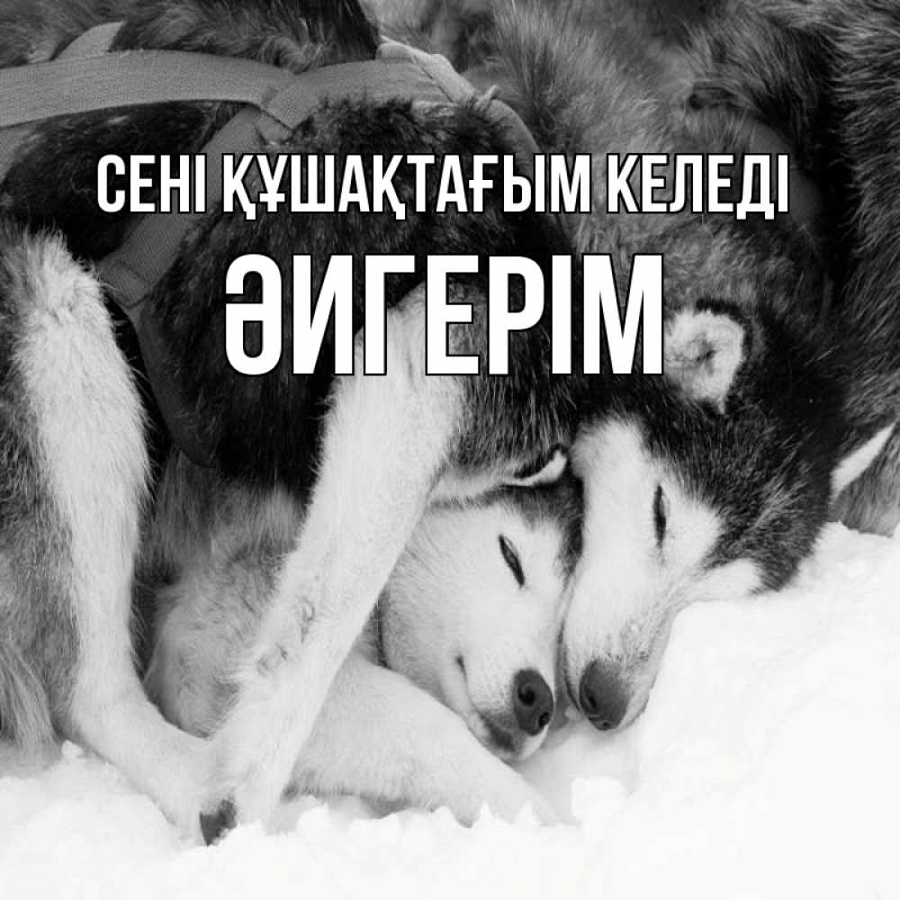 Күн сайын ашық хат с именем, ӘИГЕРІМ сені құшақтағым келеді собачки в упряжке Онлайн тегін жүктеп алу тілектері бар керемет карта 