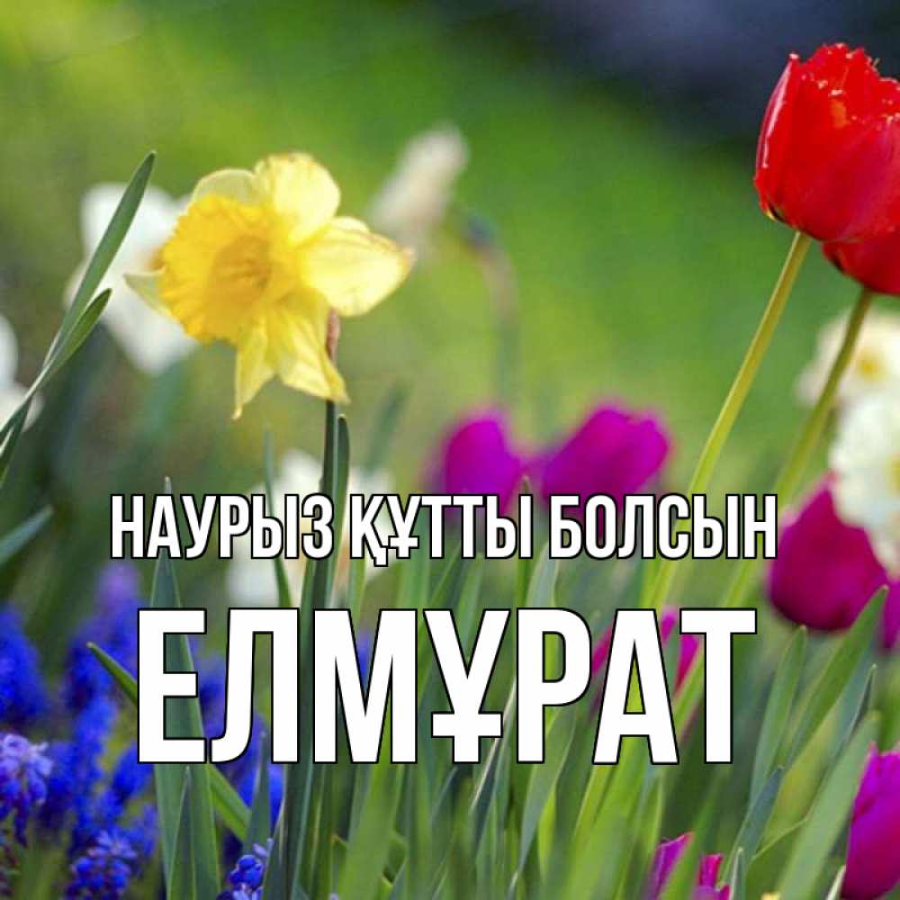 Күн сайын ашық хат с именем, Елмұрат Наурыз құтты болсын наурыз  3 открытки Онлайн тегін жүктеп алу тілектері бар керемет карта 