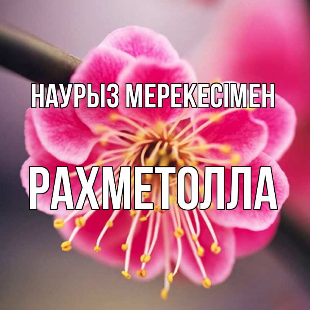 Күн сайын ашық хат с именем, РАХМЕТОЛЛА Наурыз мерекесімен цветы Онлайн тегін жүктеп алу тілектері бар керемет карта 