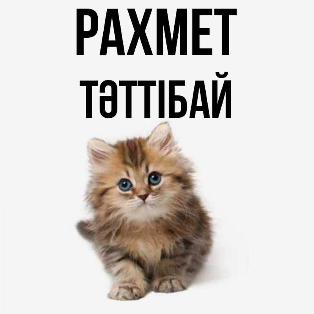 Күн сайын ашық хат с именем, ТӘТТІБАЙ рахмет пушистый котик Онлайн тегін жүктеп алу тілектері бар керемет карта 