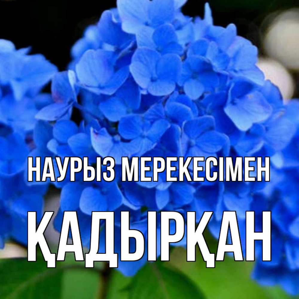 Күн сайын ашық хат с именем, Қадырқан Наурыз мерекесімен синие цветы Онлайн тегін жүктеп алу тілектері бар керемет карта 