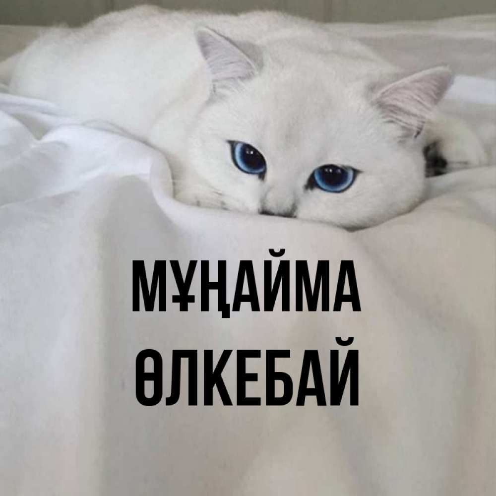 Күн сайын ашық хат с именем, ӨЛКЕБАЙ Мұңайма Голубоглазая кошка Онлайн тегін жүктеп алу тілектері бар керемет карта 