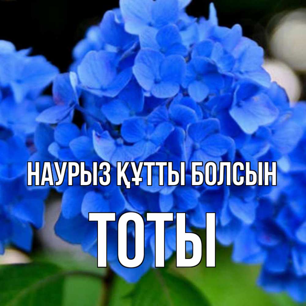 Күн сайын ашық хат с именем, ТОТЫ Наурыз құтты болсын синие цветы Онлайн тегін жүктеп алу тілектері бар керемет карта 