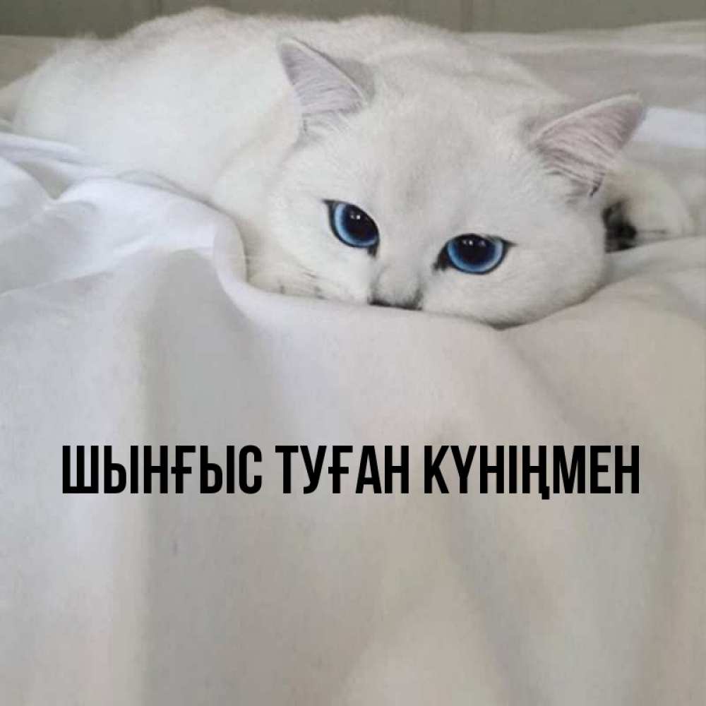 Картинка  с именем , ШЫНҒЫС! ТУҒАН КҮНІҢМЕН!