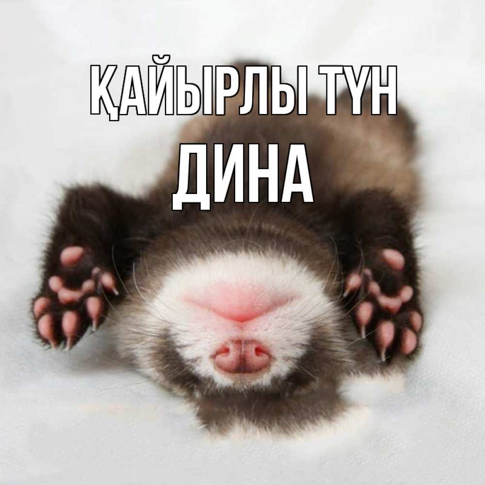 Күн сайын ашық хат с именем, Дина Қайырлы түн зверек Онлайн тегін жүктеп алу тілектері бар керемет карта 