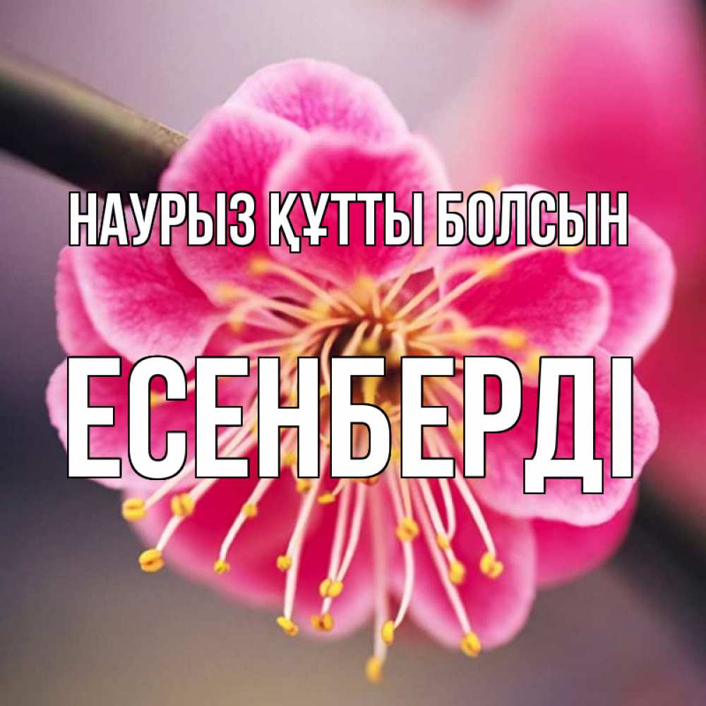 Күн сайын ашық хат с именем, Есенберді Наурыз құтты болсын цветы Онлайн тегін жүктеп алу тілектері бар керемет карта 
