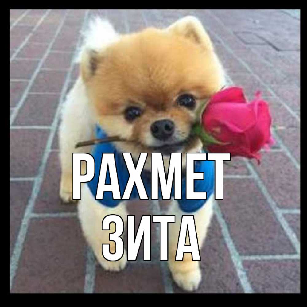 Күн сайын ашық хат с именем, Зита рахмет спасибо и дарю тебе цветок Онлайн тегін жүктеп алу тілектері бар керемет карта 