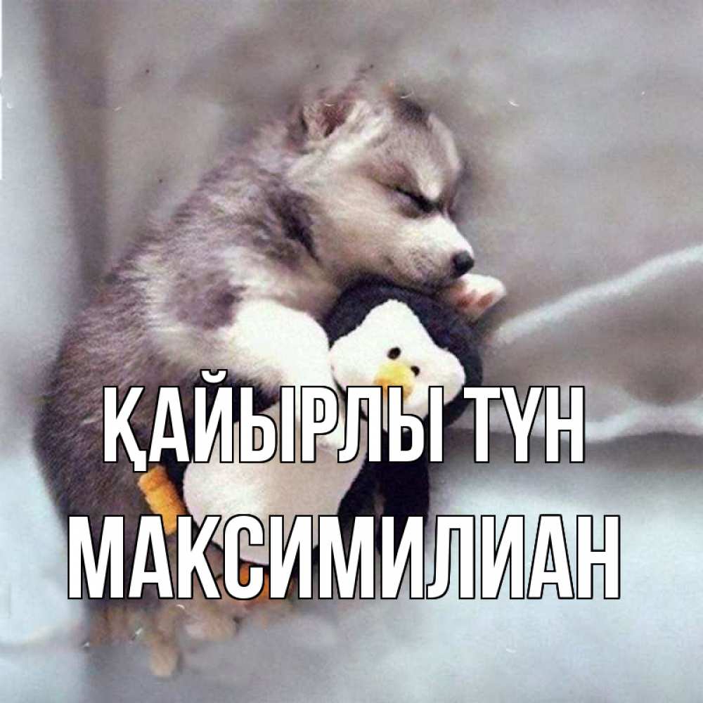 Күн сайын ашық хат с именем, Максимилиан Қайырлы түн обнимашки щенка и пингвина Онлайн тегін жүктеп алу тілектері бар керемет карта 