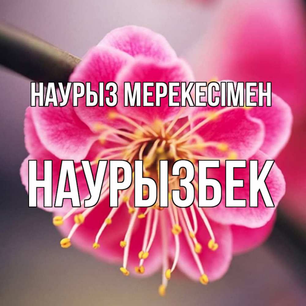 Күн сайын ашық хат с именем, Наурызбек Наурыз мерекесімен цветы Онлайн тегін жүктеп алу тілектері бар керемет карта 