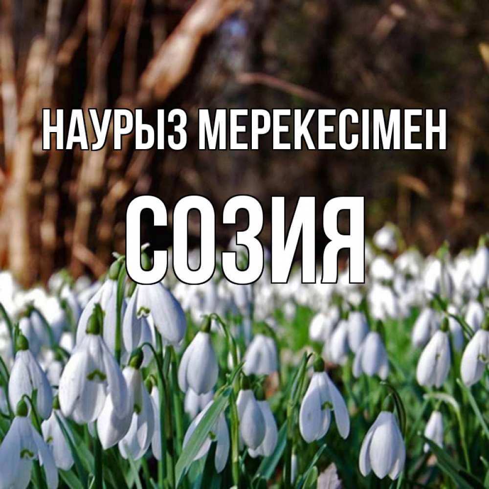 Күн сайын ашық хат с именем, Созия Наурыз мерекесімен с подснежниками 1 Онлайн тегін жүктеп алу тілектері бар керемет карта 