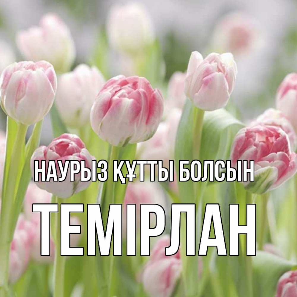Күн сайын ашық хат с именем, ТЕМІРЛАН Наурыз құтты болсын цветы Онлайн тегін жүктеп алу тілектері бар керемет карта 