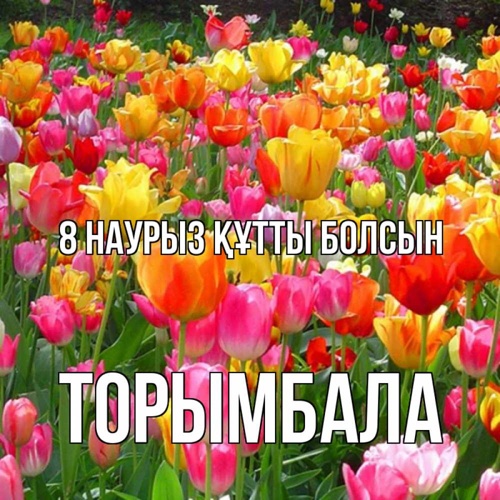 Күн сайын ашық хат с именем, ТОРЫМБАЛА 8 наурыз құтты болсын на международный женский день Онлайн тегін жүктеп алу тілектері бар керемет карта 