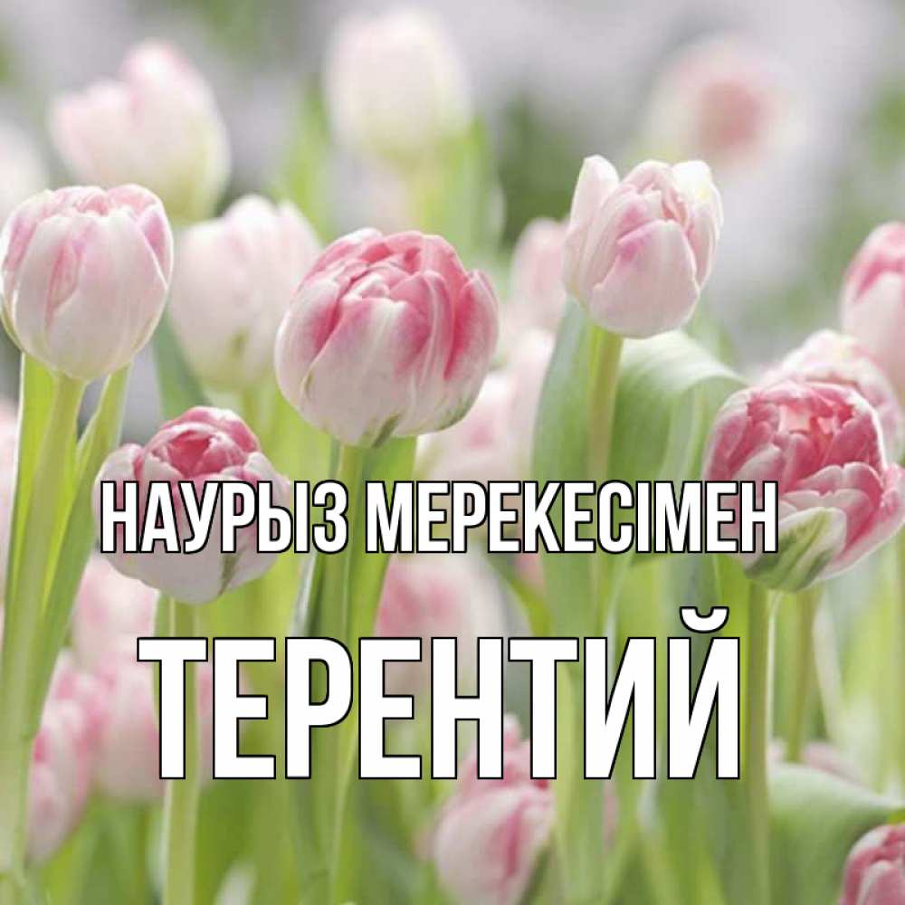 Күн сайын ашық хат с именем, Терентий Наурыз мерекесімен цветы Онлайн тегін жүктеп алу тілектері бар керемет карта 